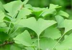 Ginkgo Biloba Extract